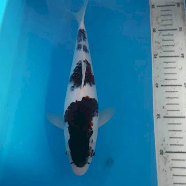 Sandan Goromo 30 cm male