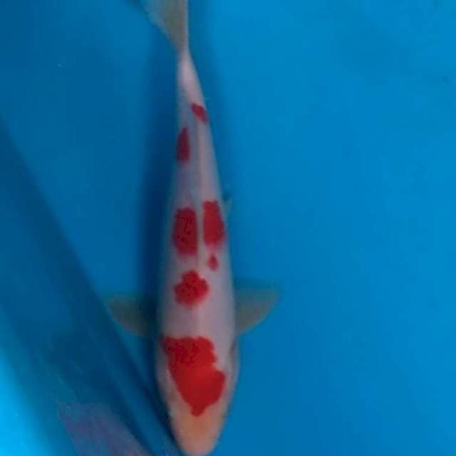 Kohaku