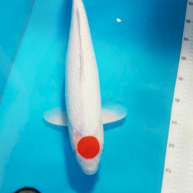Tancho Kohaku Ginrin 50 cm