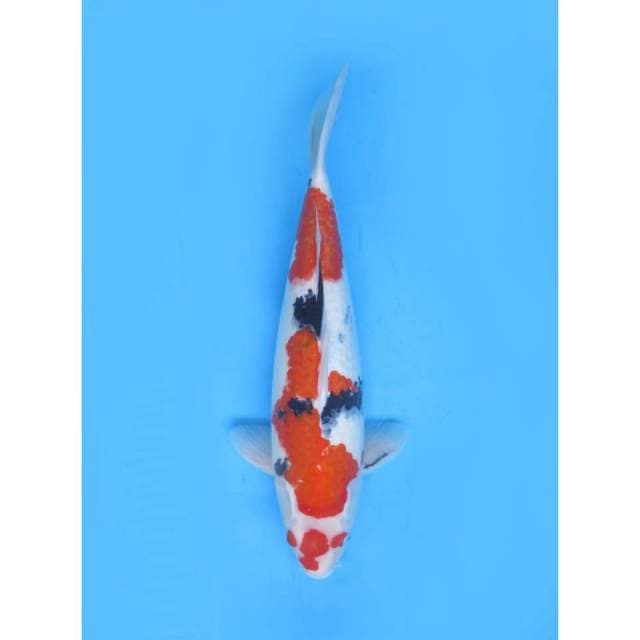 Sanke Calon Jumbo - 42cm Female