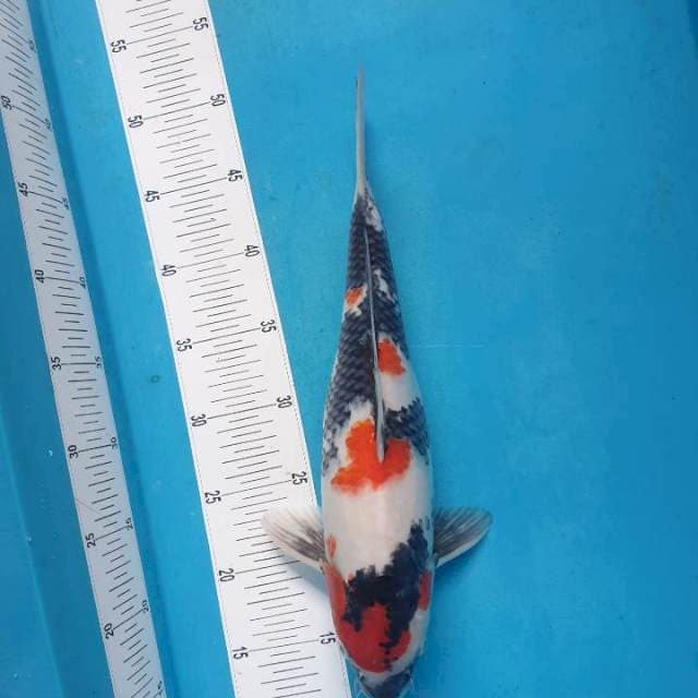 Showa Maruten Male 36 Original