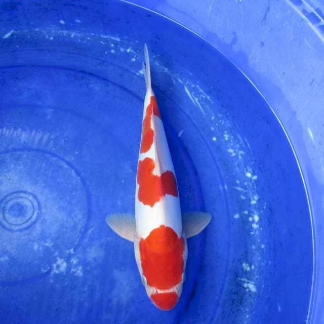 Doitsu murni kohaku±32cm male