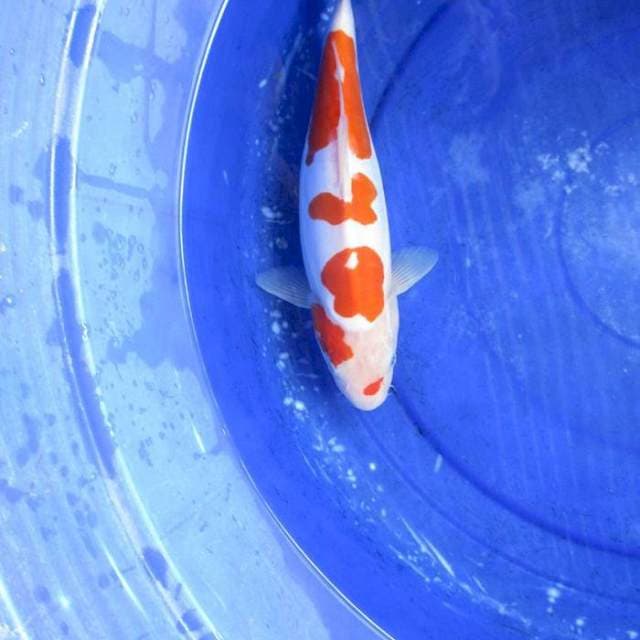 Doitsu murni kohaku ±32cm
