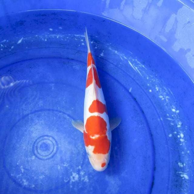 Kohaku doitsu ±32cm