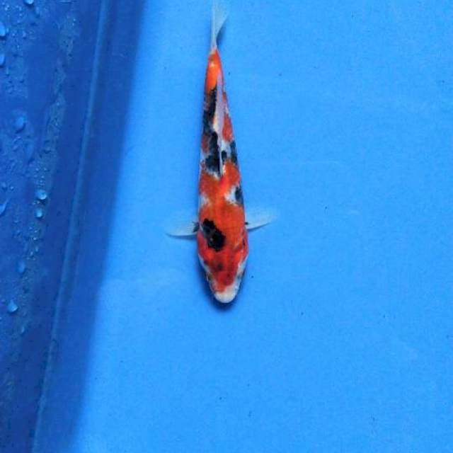 15cm Ori kindai Showa tategoi