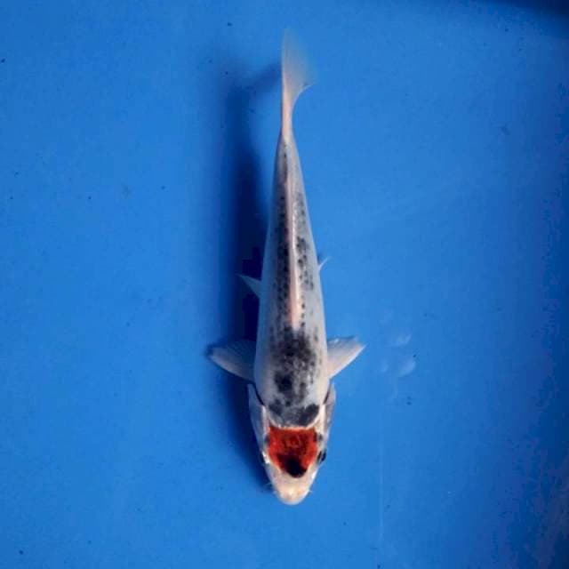 Tancho goshiki 17cm