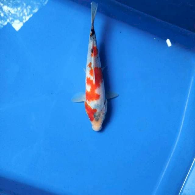Tategoi Showa 19cm