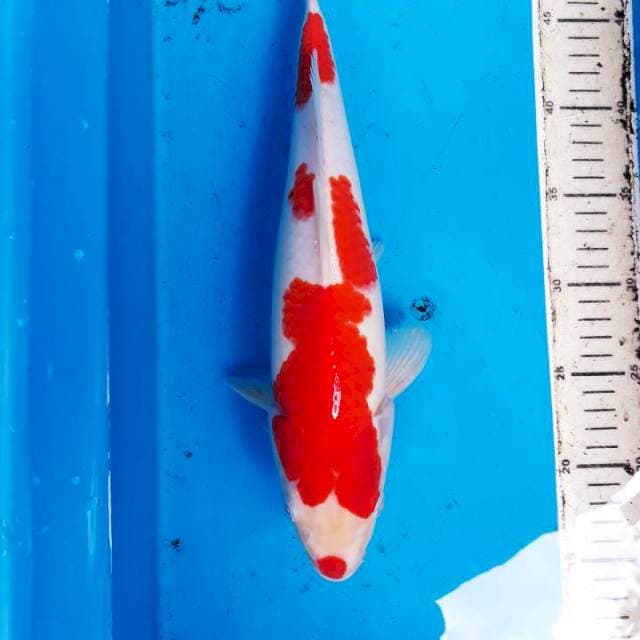 Kohaku 34cm jantan