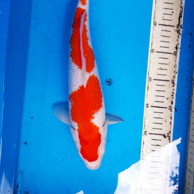 Kohaku 35cm jantan