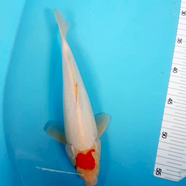 Tancho male 25 cm