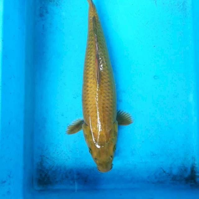 Midori ring hijau 35cm jantan