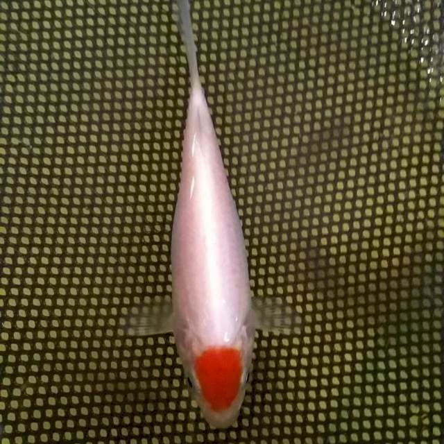 Tancho kohaku 11 cm