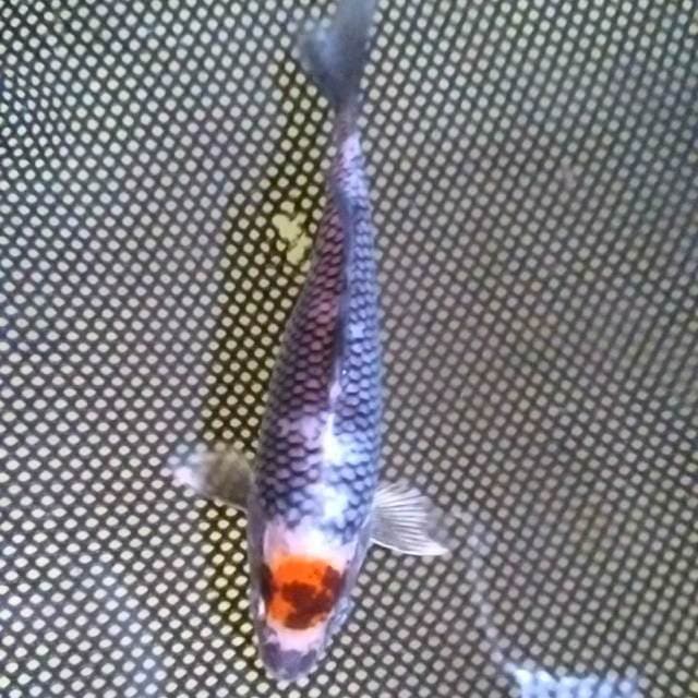 T. Wagoi KIKO
