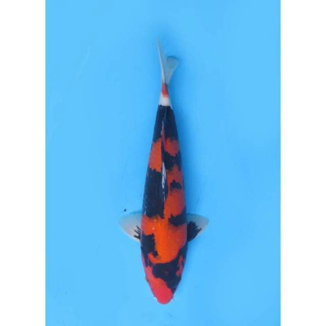 Hi Showa Balance Jet Black Mutogoro - 35cm Male