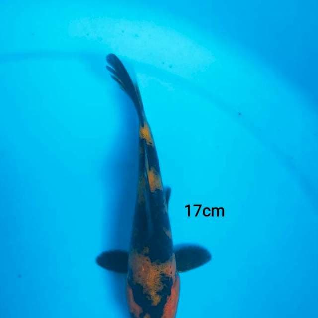 mini hiu