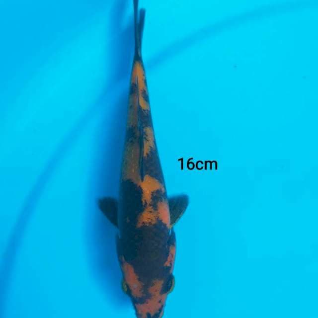 mini hiu