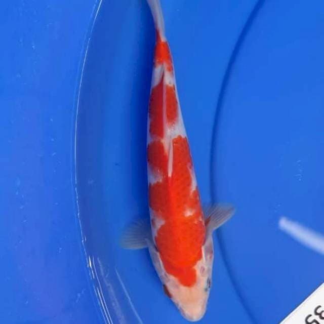 Kohaku ori