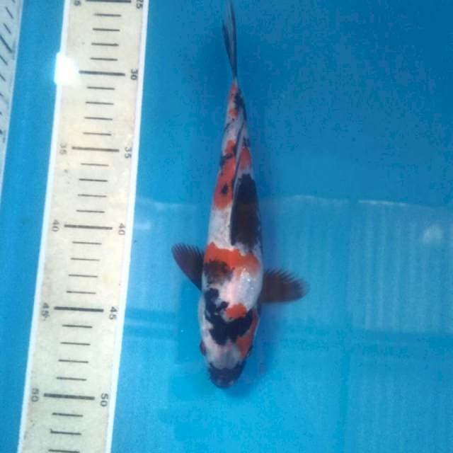 Showa, 22 cm