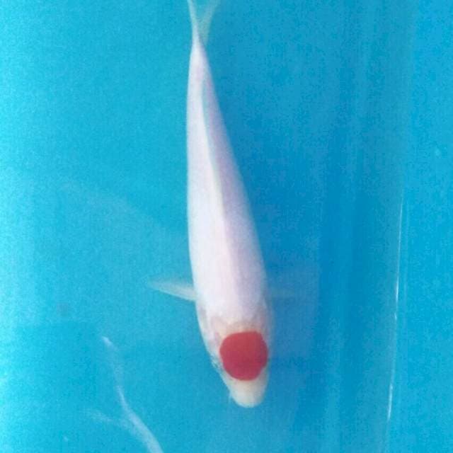 Tancho kohaku, 20 cm