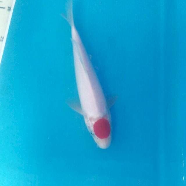 Tancho kohaku, 21 cm