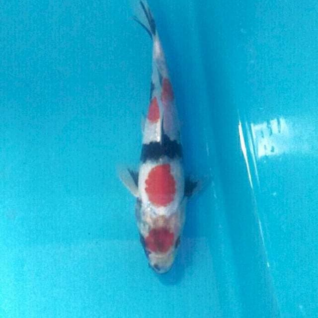 Showa, 18 cm
