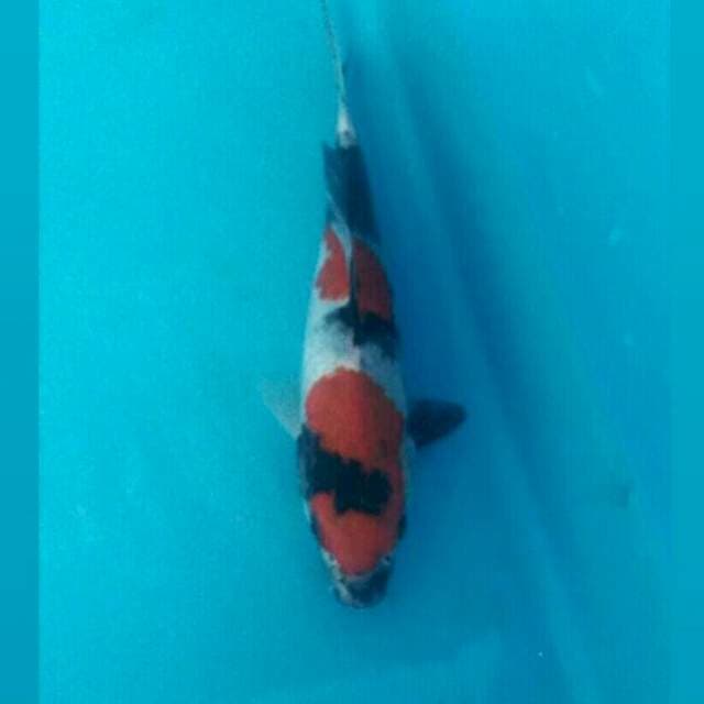 Showa, 18 cm