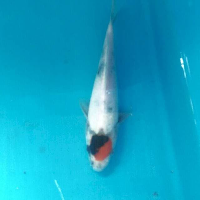 Tancho Showa, 18 cm