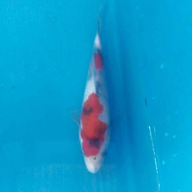 Showa, 17 cm