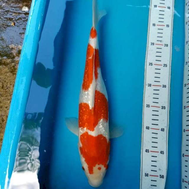 Kohaku 40cm ori