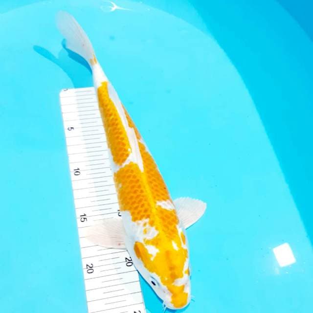 Hariwake male 33 cm