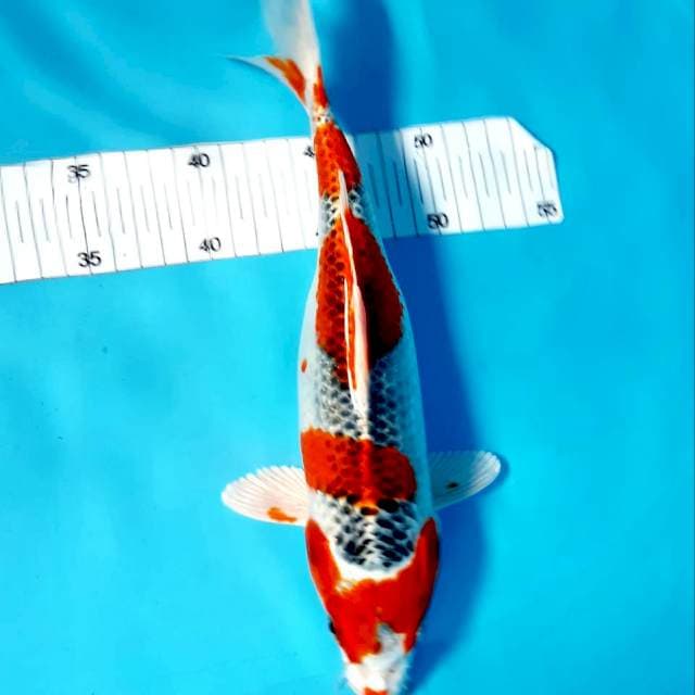 Kujaku strong 30 cm fm