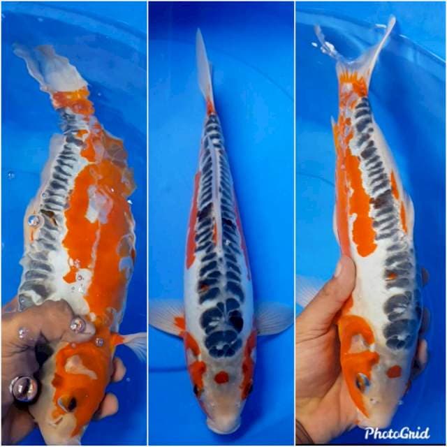 Shusui f1 38 cm