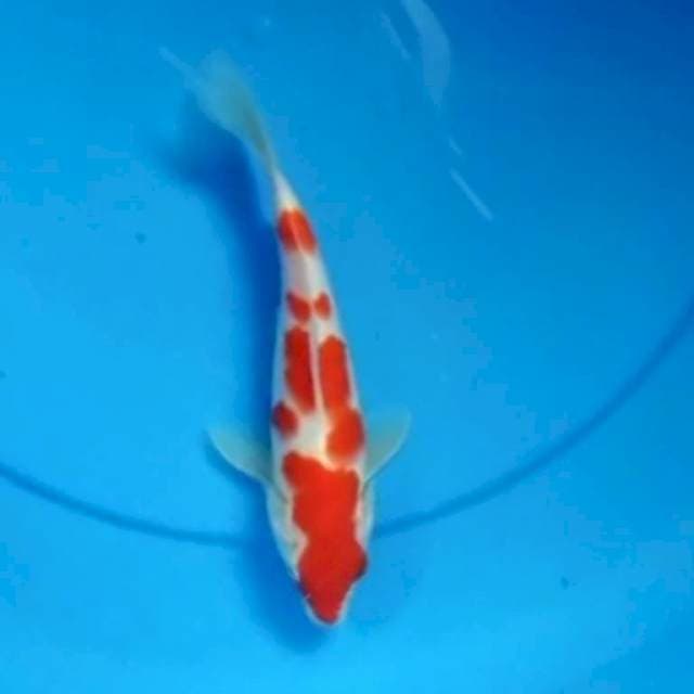 Kohaku prospek
