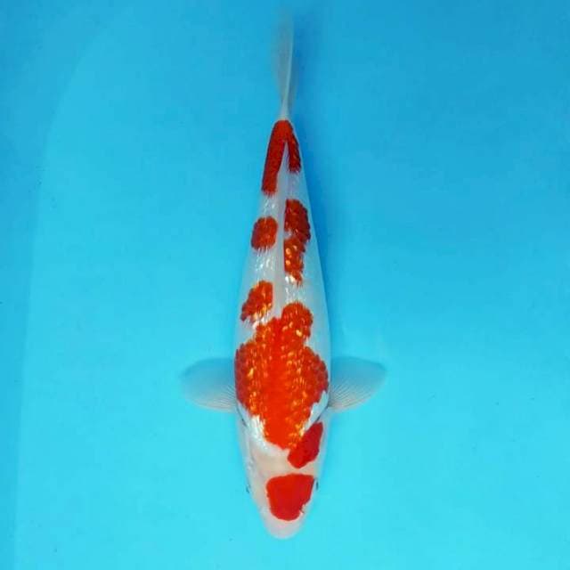 SAKHI 1 - KOHAKU GIN RIN ®