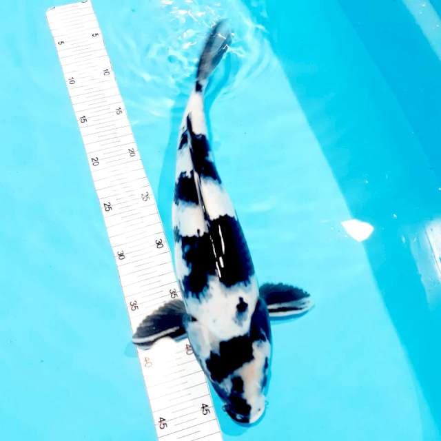 Shiro 37 cm
