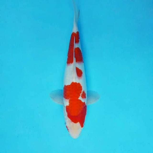SAKHI 3 - KOHAKU ®