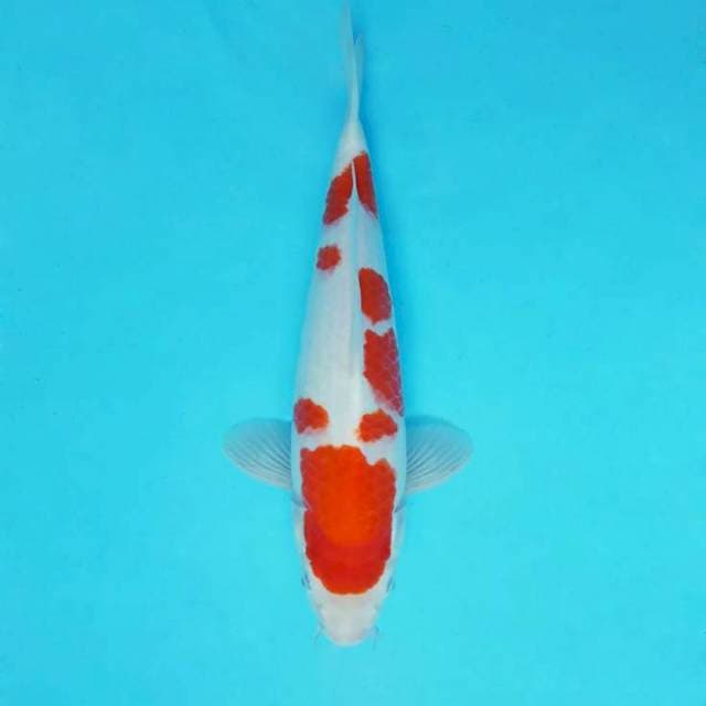 SAKHI 5 - KOHAKU ®