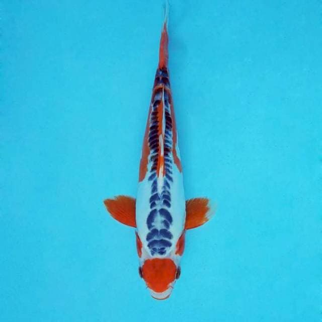 SAKHI 9 - MARUTEN SHUSUI ®