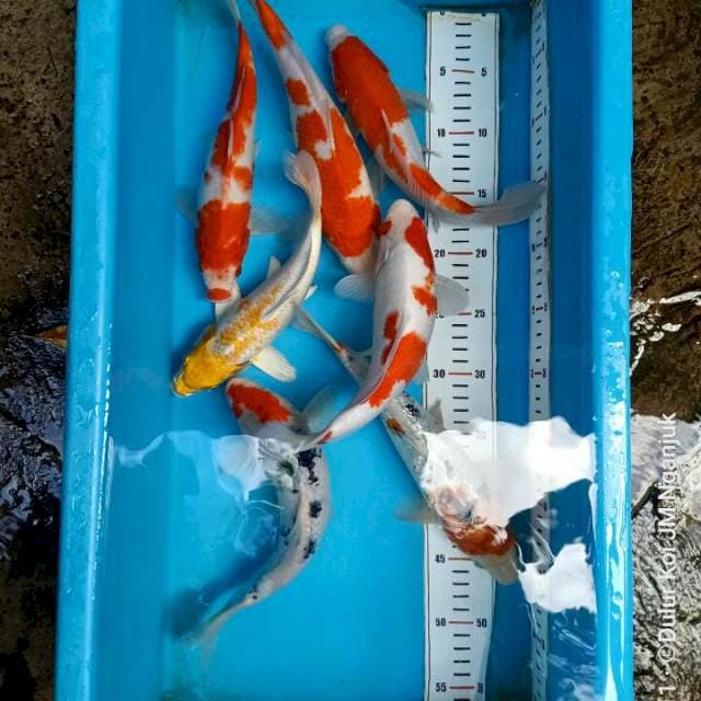 Mix koi 25cm-30cm 7 ekr
