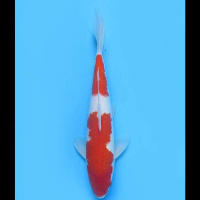 Super Merah Nidan Kohaku F1 - 34cm Male