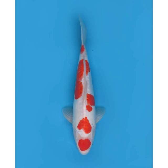 Maruten Kohaku Doitsu Original - 38cm Male