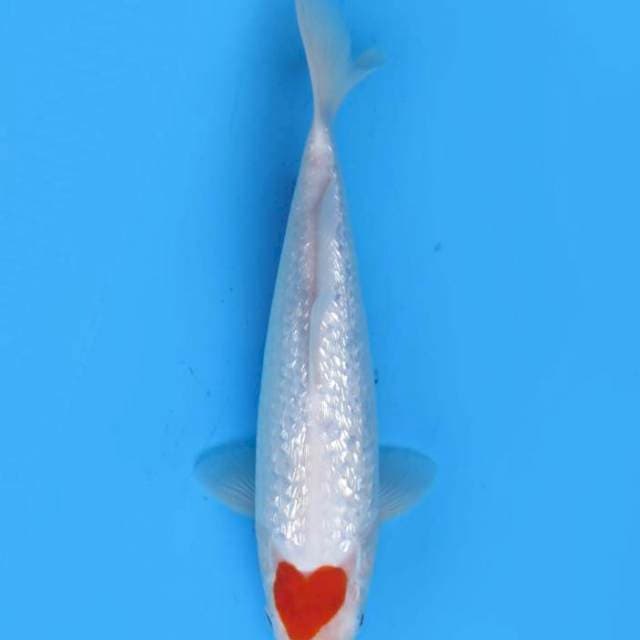 28cm male , Original Tancho Love Full Ginrin
