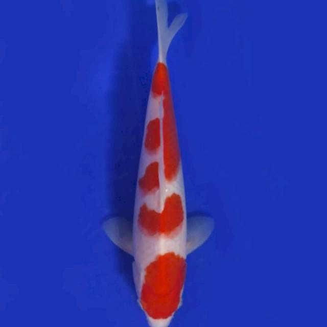 Moroya 1 - KOHAKU F1 (sakai 80cm) Jumbo Tosai