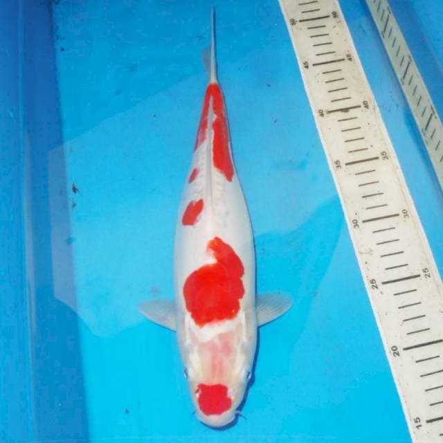 33cm KOHAKU TOTOL TOTOL