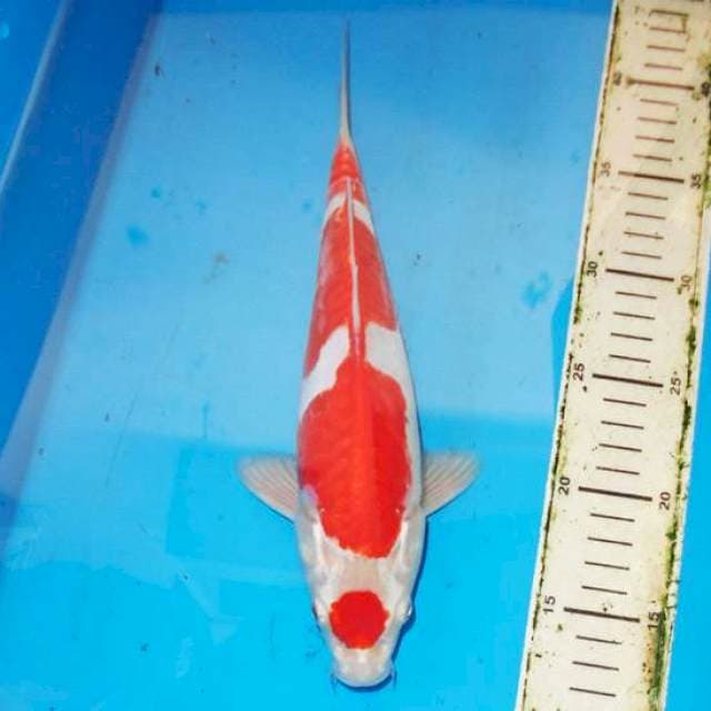 30cm KOHAKU HIKARI