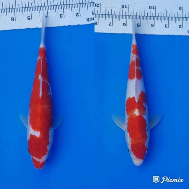 Kohaku 25 n 27cm
