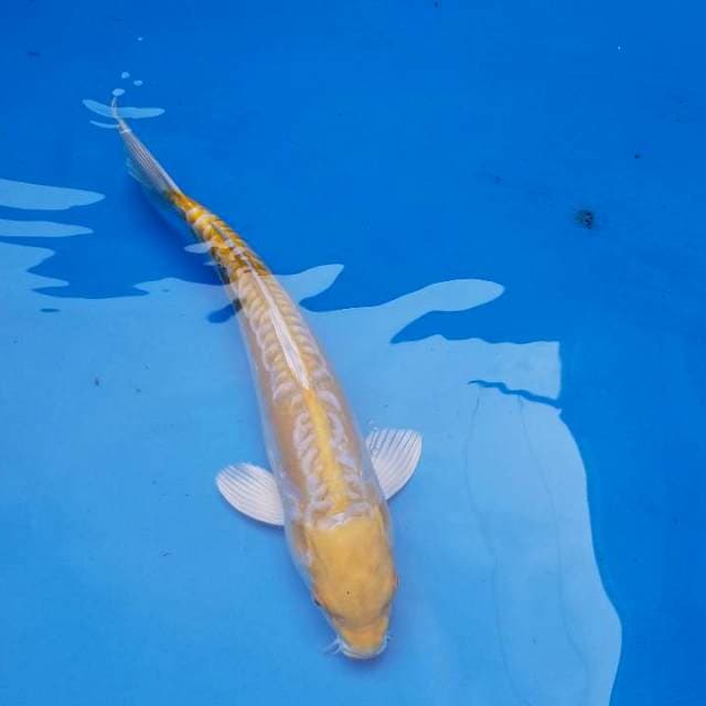 35cm