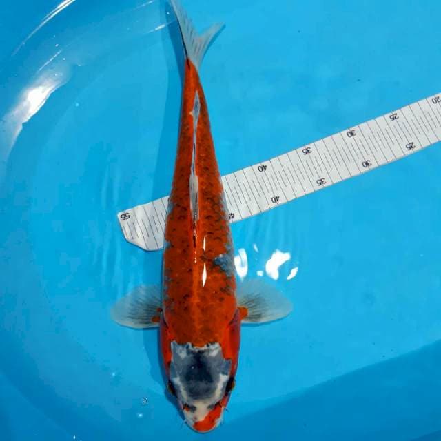 Kujaku female 43 cm
