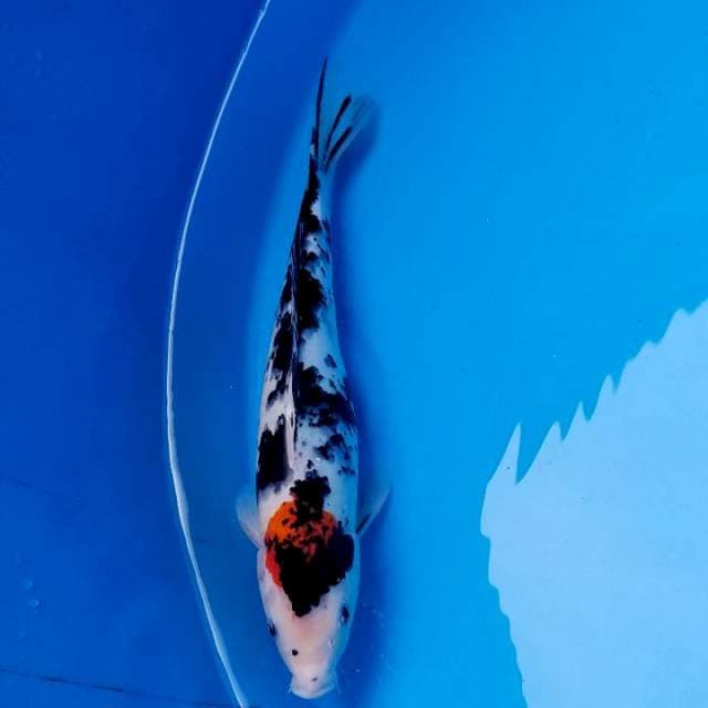 Tancho Showa 37cm