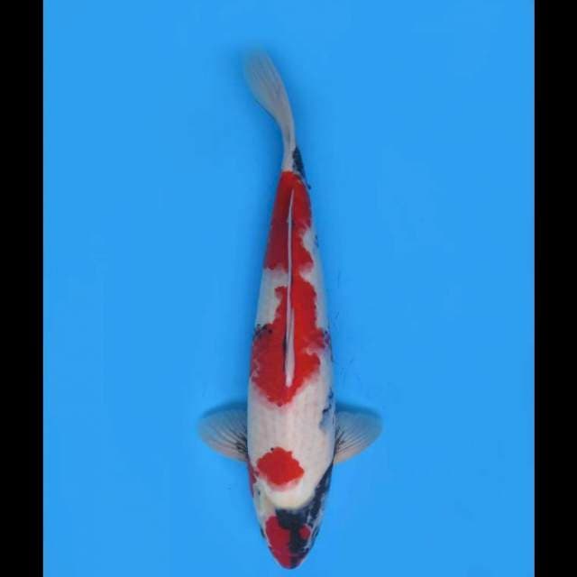 Red Maruten Kindai Showa HQ - 43cm Male